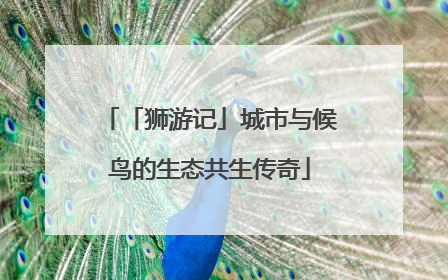 「狮游记」城市与候鸟的生态共生传奇