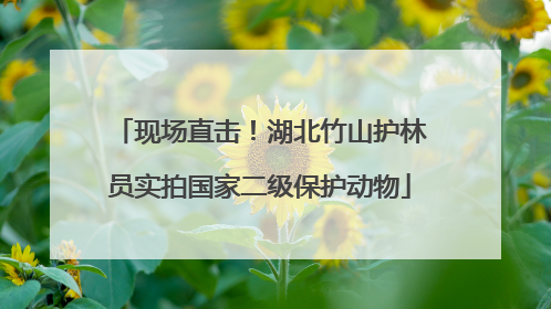 现场直击！湖北竹山护林员实拍国家二级保护动物