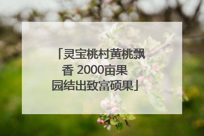 灵宝桃村黄桃飘香 2000亩果园结出致富硕果