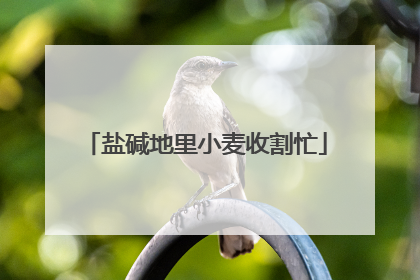 盐碱地里小麦收割忙