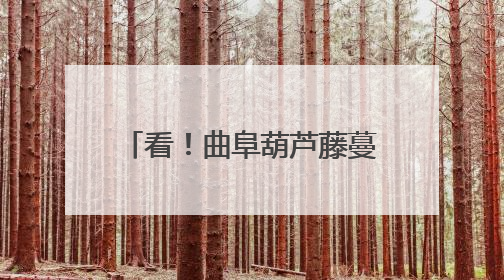 看！曲阜葫芦藤蔓上的“共富经”