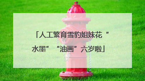 人工繁育雪豹姐妹花“水墨”“油画”六岁啦