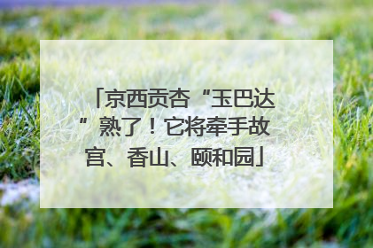 京西贡杏“玉巴达”熟了！它将牵手故宫、香山、颐和园