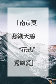 南京莫愁湖天鹅“花式”秀恩爱