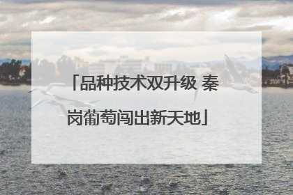 品种技术双升级 秦岗葡萄闯出新天地
