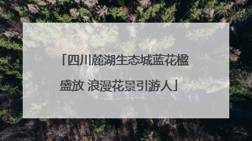 四川麓湖生态城蓝花楹盛放 浪漫花景引游人
