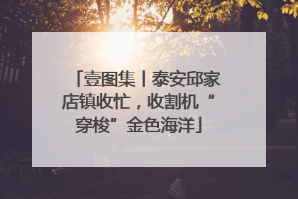 壹图集丨泰安邱家店镇收忙，收割机“穿梭”金色海洋