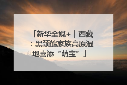 新华全媒+｜西藏：黑颈鹤家族高原湿地喜添“萌宝”