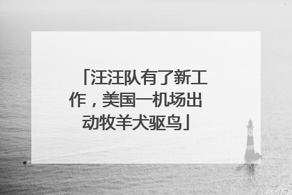 汪汪队有了新工作，美国一机场出动牧羊犬驱鸟