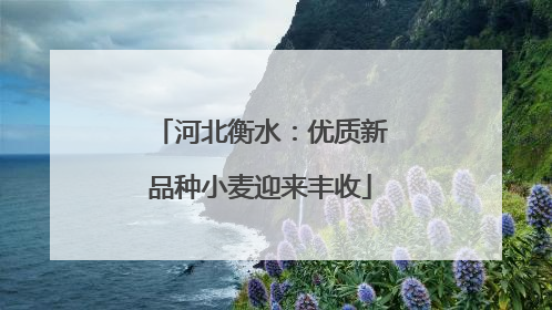 河北衡水：优质新品种小麦迎来丰收