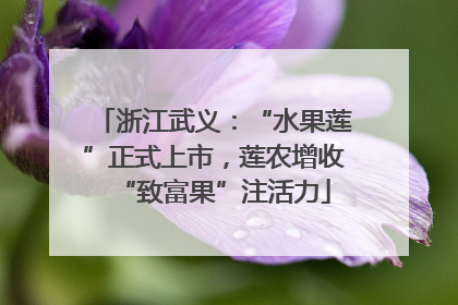 浙江武义：“水果莲”正式上市，莲农增收“致富果”注活力
