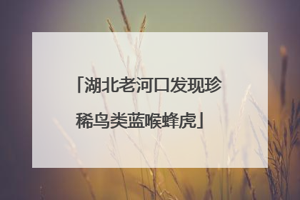 湖北老河口发现珍稀鸟类蓝喉蜂虎