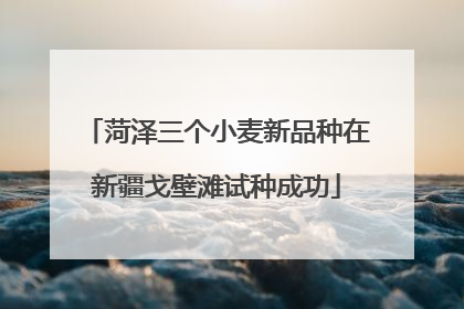 菏泽三个小麦新品种在新疆戈壁滩试种成功