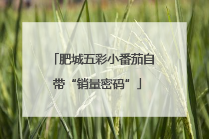 肥城五彩小番茄自带“销量密码”