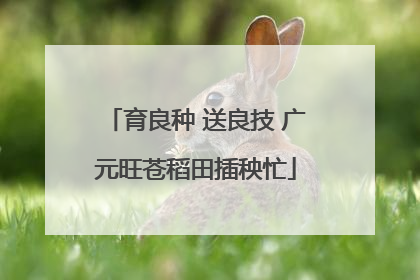 育良种 送良技 广元旺苍稻田插秧忙