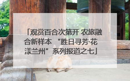 观赏百合次第开 农旅融合新样本 “胜日寻芳·花漾兰州”系列报道之七