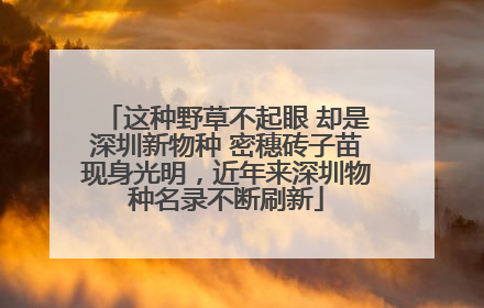 这种野草不起眼 却是深圳新物种 密穗砖子苗现身光明，近年来深圳物种名录不断刷新