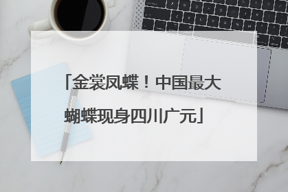 金裳凤蝶！中国最大蝴蝶现身四川广元