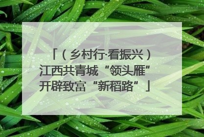 （乡村行·看振兴）江西共青城“领头雁”开辟致富“新稻路”